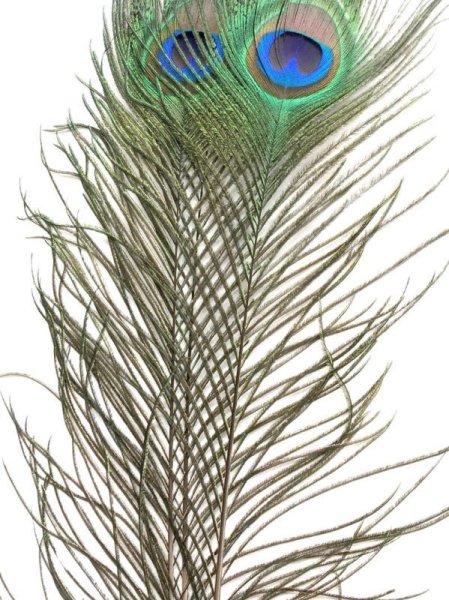 画像2: ピーコックアイ (2)