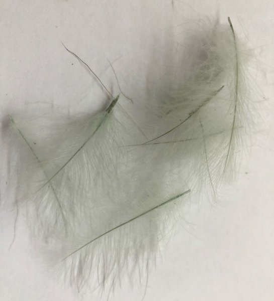 画像14: CDC フェザーズ　  スーパーセレクト　 (14)