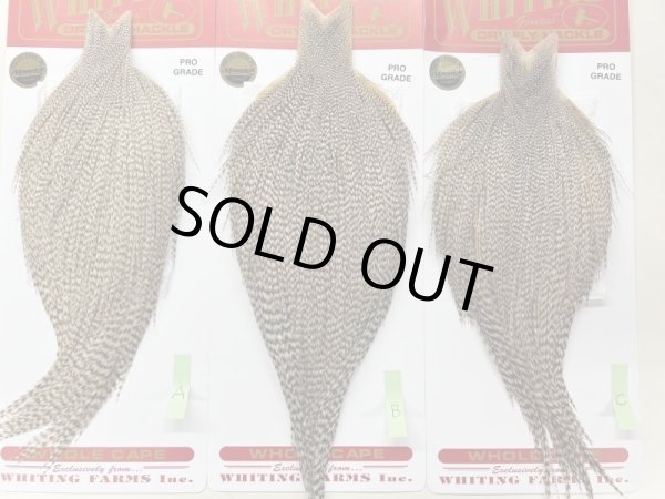 プログレード 左から A  B  C