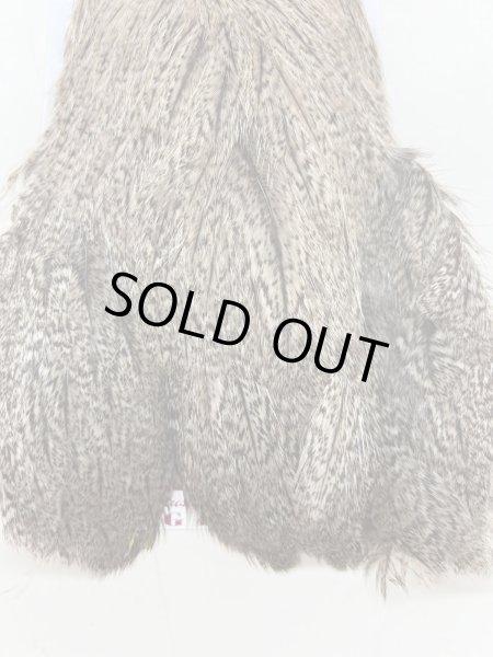 画像2: Coq de Leon Hen Cape Brown Speckled (2)