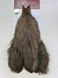画像1: Coq de Leon Hen Cape Brown Speckled (1)