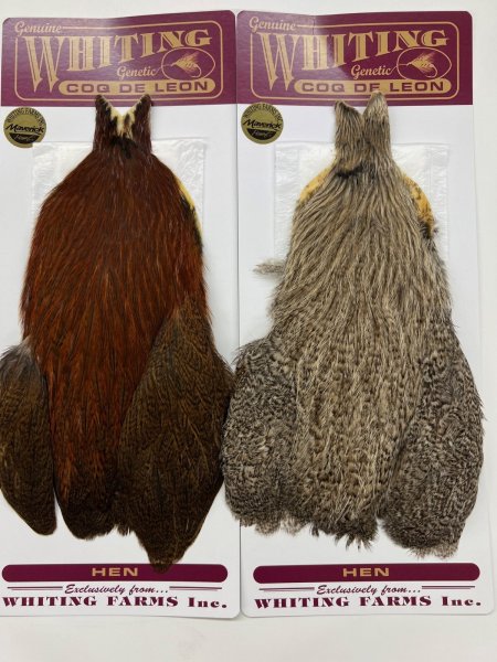 左　Ginger Speckled   ,Silver Speckled